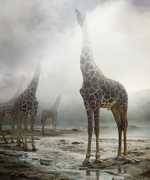large-simen_johan-untitled-172-giraffe